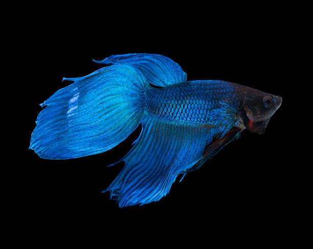 голубая сиамская боевая рыба бетта изолирована на черном - fish siamese fighting fish isolated multi colored стоковые фото и изображения