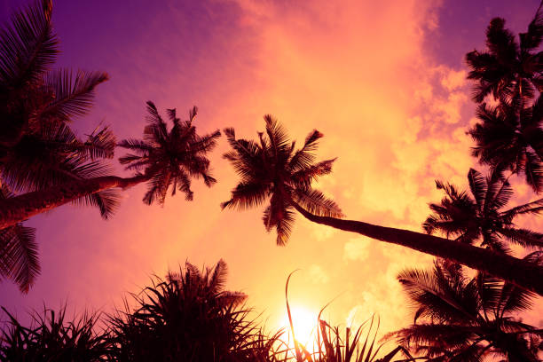 Beautiful tropical sunset palm tree silhouettes view from grass