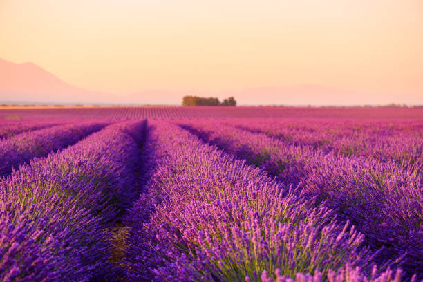 istock Lavender field Provence France 1136568899