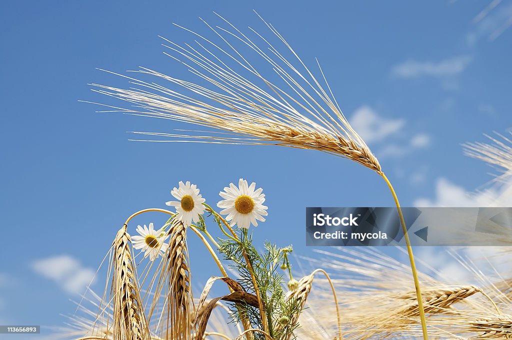 Camomilla sul campo - Foto stock royalty-free di Grano - Graminacee