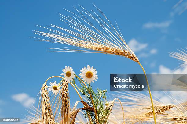 Camomilla Sul Campo - Fotografie stock e altre immagini di Grano - Graminacee - Grano - Graminacee, Pianta di camomilla, Seme