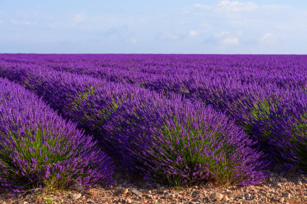 лаванда цветущие кусты строки на поле - lavender coloured lavender provence alpes cote dazur field стоковые фото и изображения