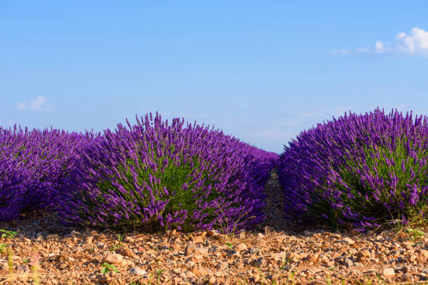 лаванда цветущие кусты ряды на поле - lavender coloured lavender provence alpes cote dazur field стоковые фото и изображения