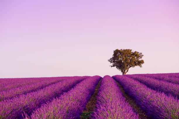 블루 밍 라벤더 밭에 외로운 오크 나무 - lavender coloured lavender provence alpes cote dazur field 뉴스 사진 이미지