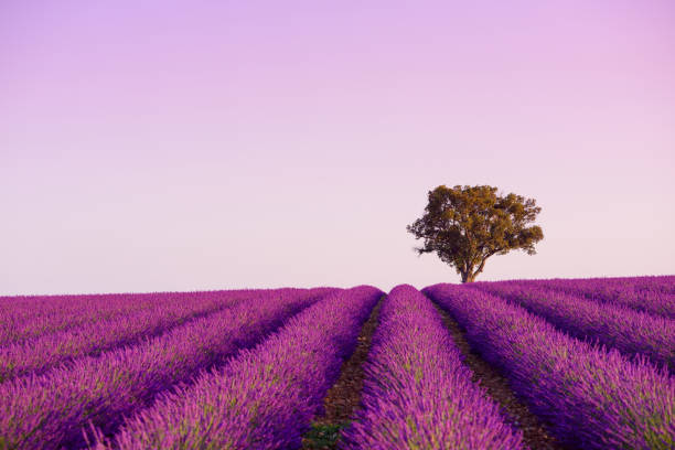 одинокий дуб на цветущей лавандовом поле - lavender coloured lavender provence alpes cote dazur field стоковые фото и изображения