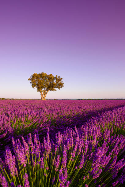 론리 오크 나무가 있는 라벤더 밭 - lavender coloured lavender provence alpes cote dazur field 뉴스 사진 이미지