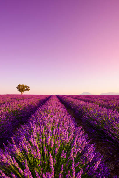 красивые цветущие кусты лаванды ряды в провансе - lavender coloured lavender provence alpes cote dazur field стоковые фото и изображения