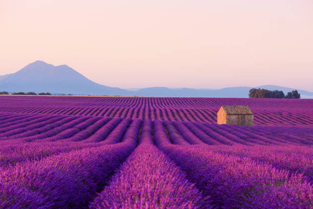 kleines französisches landhaus in blühenden lavendelfeldern - lavendel stock-fotos und bilder