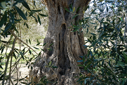 old olive tree in tuscany. sunny scene, leaves in foreground, back lit