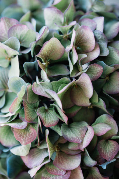 istock Stunning antique blue Hydrangea flower vertical texture, close up view 1136570384