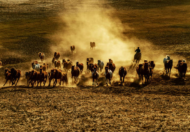 istock Running a group of horses 1136570552