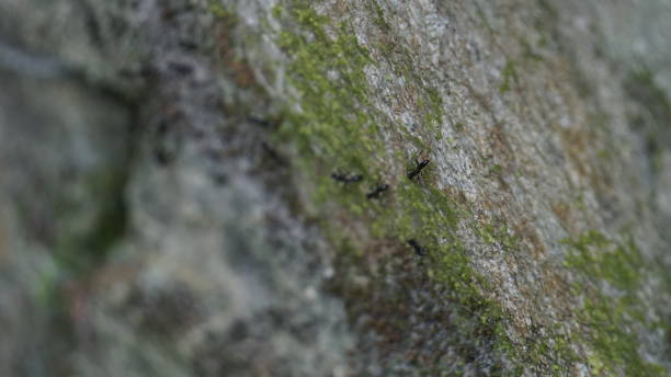 istock nature,hiking,plant 1136570581