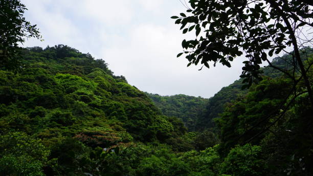 istock nature,hiking,plant 1136570715
