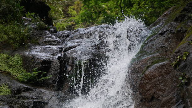 istock nature,hiking,plant 1136570896