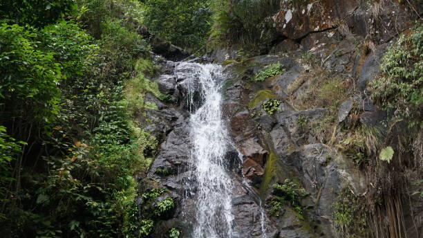 istock nature,hiking,plant 1136570937