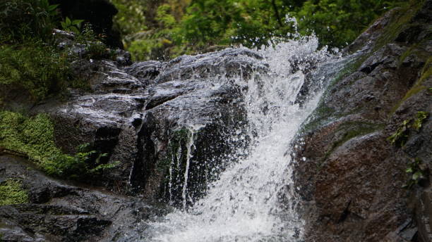 istock nature,hiking,plant 1136571003