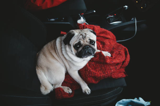 black pug puppy dog in the street
