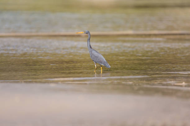 Pacific Reef-egret, Egretta sacra foraging in the low tide shallow water blue sea a morning sunrise tranquil scene egretta sacra stock pictures, royalty-free photos & images