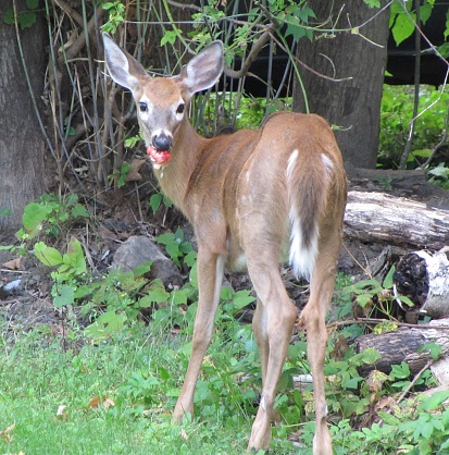 Close up of deer eating an apple