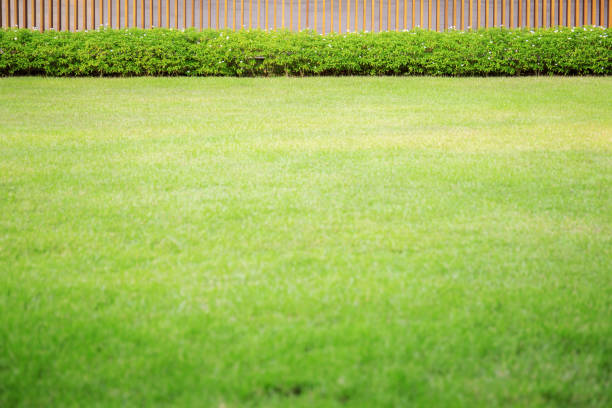 istock Green lawn in garden. 1136574888