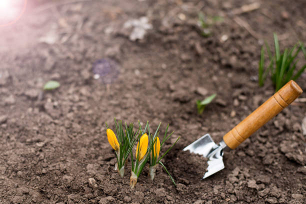 istock First spring shoots. place for text. copy space. gardening concept.spring. nature background with paddle 1136575449
