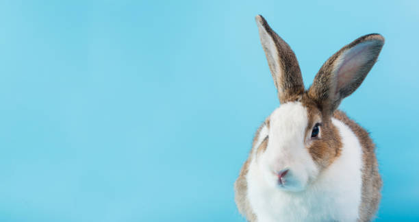 istock rabbit with brown and white hairs sit on blue background, rabbit ears set and copy space for text 1136575834