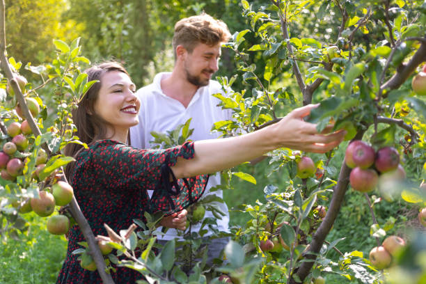 istock Happy couple reaching for apples in the tree 1136577552