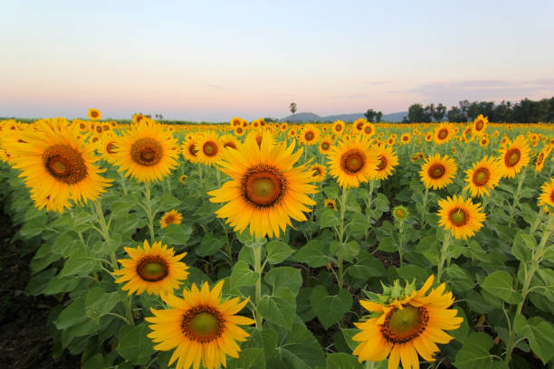 istock beautiful sunflower field  in the morning 1136578882