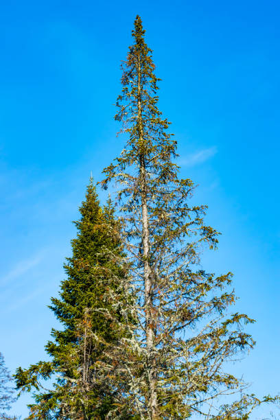 istock Lichen on the branches of an old spruce in a coniferous forest, 1136578898