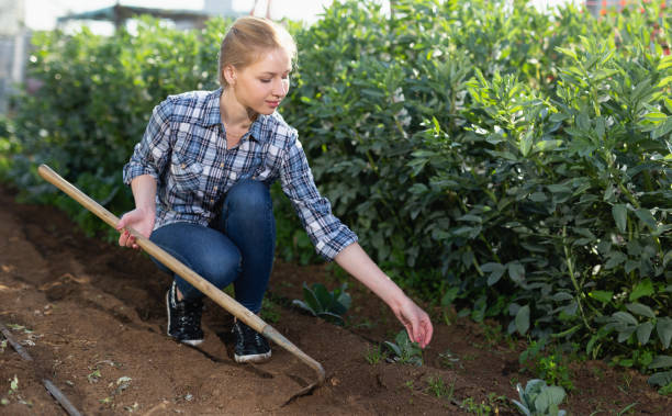 istock Female weeding beds with beans 1136580137