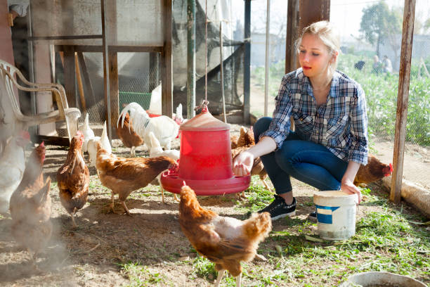 Young woman farmer caring for poultry Young woman farmer caring for poultry feeding chickens stock pictures, royalty-free photos & images