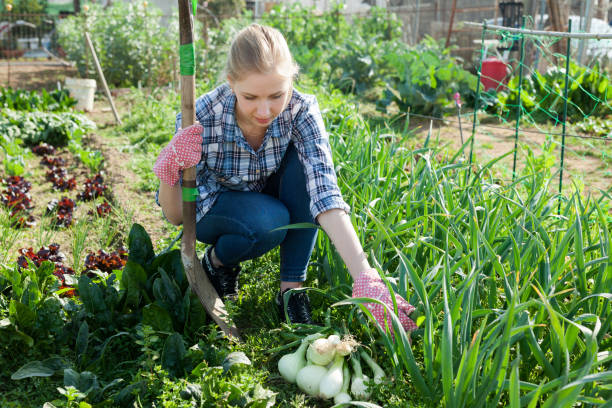 istock Woman farmer with onions harvest 1136580170
