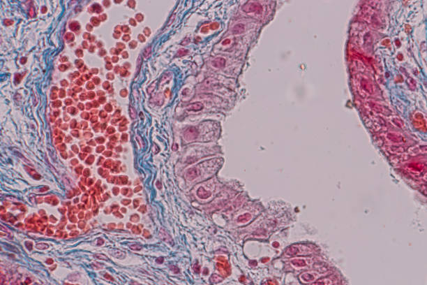 istock Education anatomy and Histological sample Simple columnar epithelium Tissue under the microscope. 1136580614