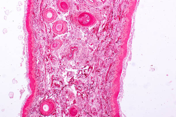 istock Education anatomy and Histological sample Elastic cartilage Tisue under the microscope. 1136580621