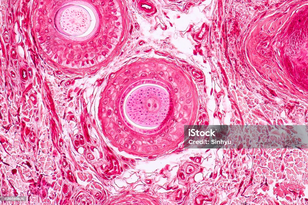 Education anatomy and Histological sample Elastic cartilage Tisue under the microscope. Microscope Stock Photo