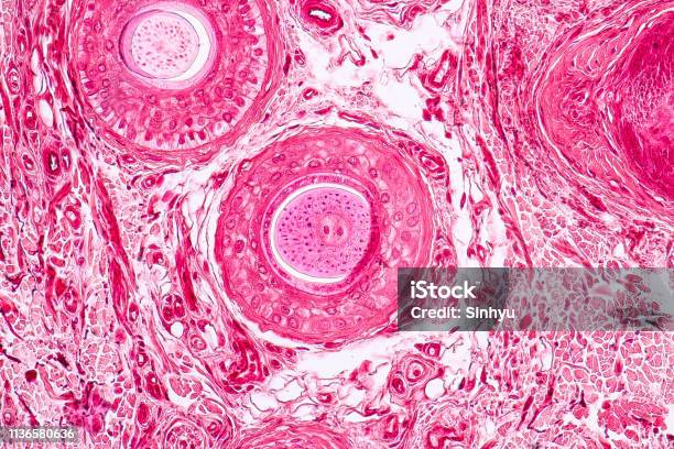 Education Anatomy And Histological Sample Elastic Cartilage Tisue Under The Microscope Stock Photo - Download Image Now