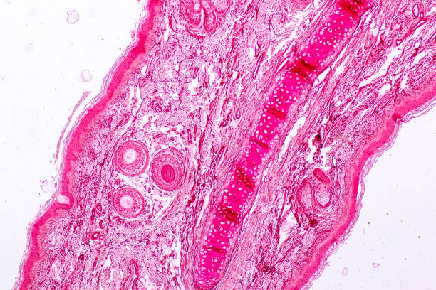 istock Education anatomy and Histological sample Elastic cartilage Tisue under the microscope. 1136580712
