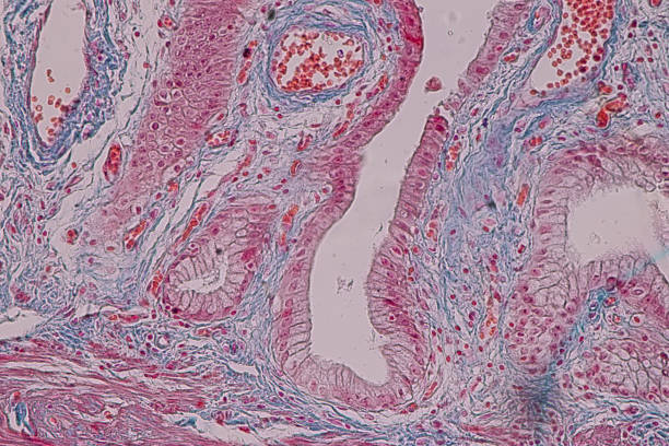 istock Education anatomy and Histological sample Simple columnar epithelium Tissue under the microscope. 1136580723