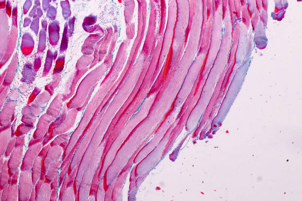 anatomía educativa y muestra histológica del músculo estriado (esquelético) del tejido mamífero bajo el microscopio. - micrografía de luz fotografías e imágenes de stock