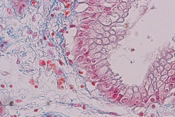 istock Education anatomy and Histological sample Simple columnar epithelium Tissue under the microscope. 1136581006