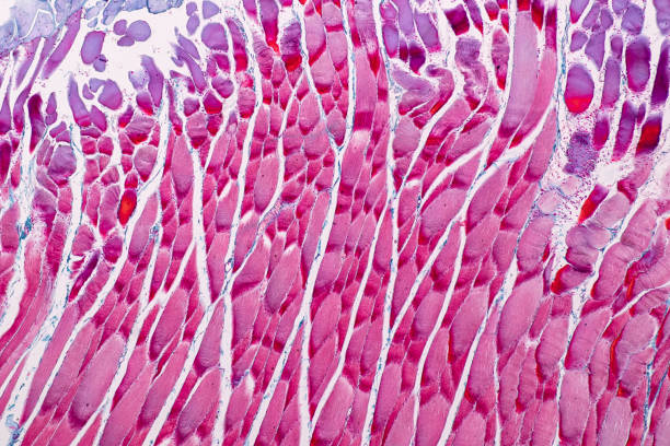anatomia da instrução e amostra histológica músculo estriado (esqueletal) do tecido do mamífero o microscópio. - human cardiovascular system fotos - fotografias e filmes do acervo
