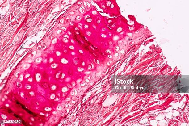 Education Anatomy And Histological Sample Elastic Cartilage Tisue Under The Microscope Stock Photo - Download Image Now