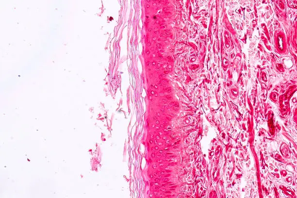 Education anatomy and Histological sample Elastic cartilage Tisue under the microscope.