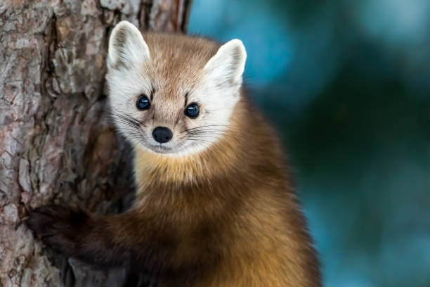 pine marten on a log
