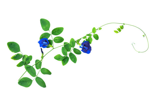 istock Purple flower,Butterfly pea flower. 1136583861