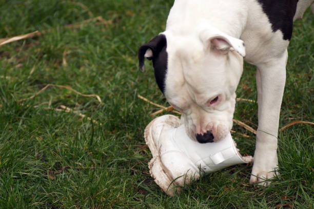 istock Dog chews on Shoe 1136584897