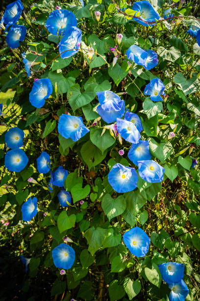istock Morning Glory flowers in the garden 1136585013