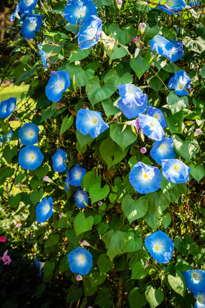 istock Morning Glory flowers in the garden 1136585207