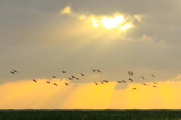 istock Beautiful sun beam with flying birds 1136585470