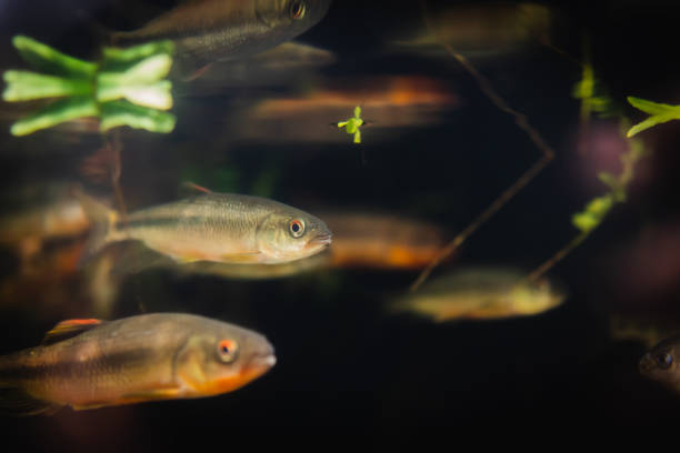 istock Fish in an aquarium on a black background. 1136585577